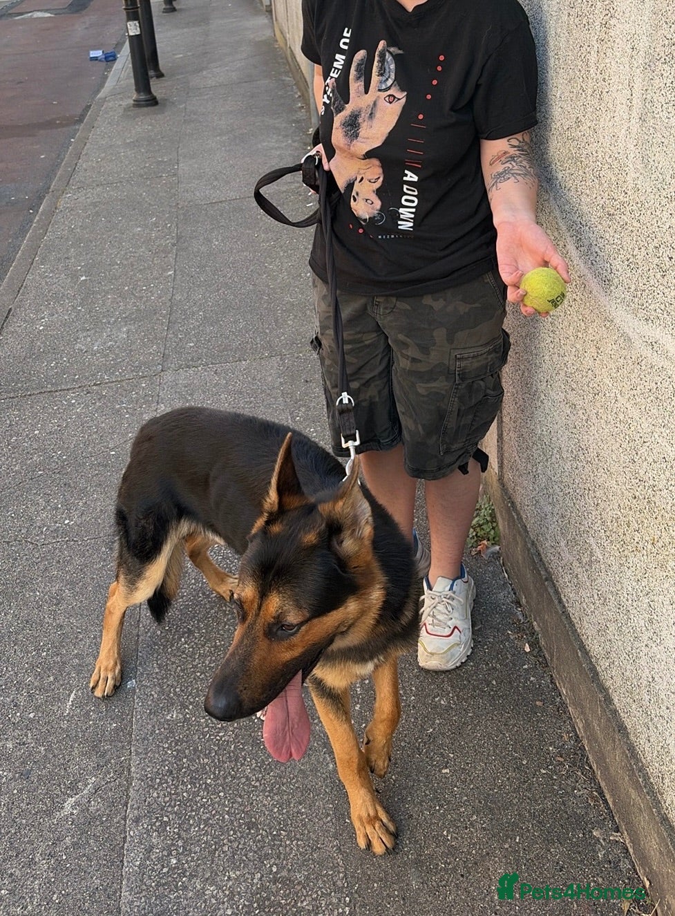 German Shepherd dogs 18-month-old German shepherd ‘Rocky’ - Advert 1