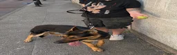 German Shepherd dogs for sale: 18-month-old German shepherd ‘Rocky’ - Advert 1