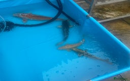 Koi Carp fish for sale: Koi rehoming - Image 6