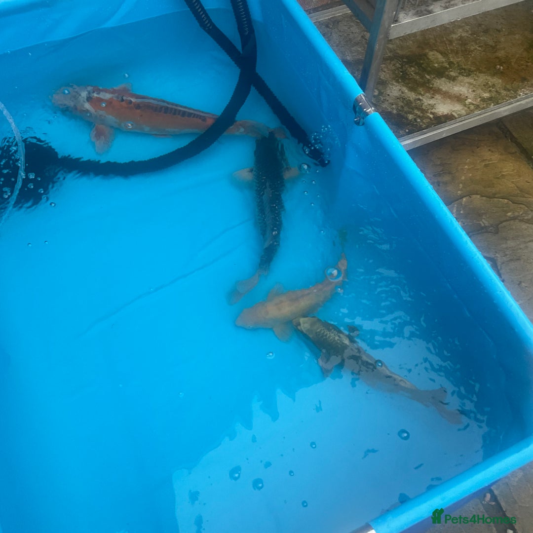 Koi Carp fish for sale: Koi rehoming - Image 6