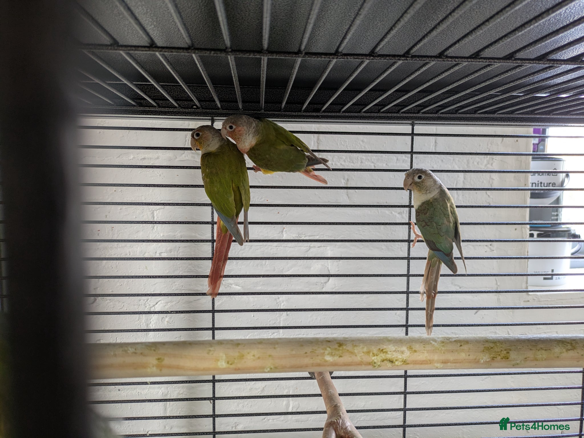 Conures birds Pineapple and cinnamon baby conures  - Advert 2