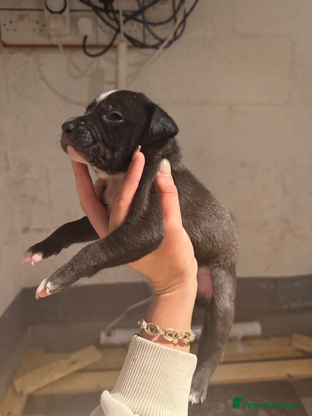 Staffordshire Bull Terrier dogs for sale: Staffordshire bull terrier pups - Image 9