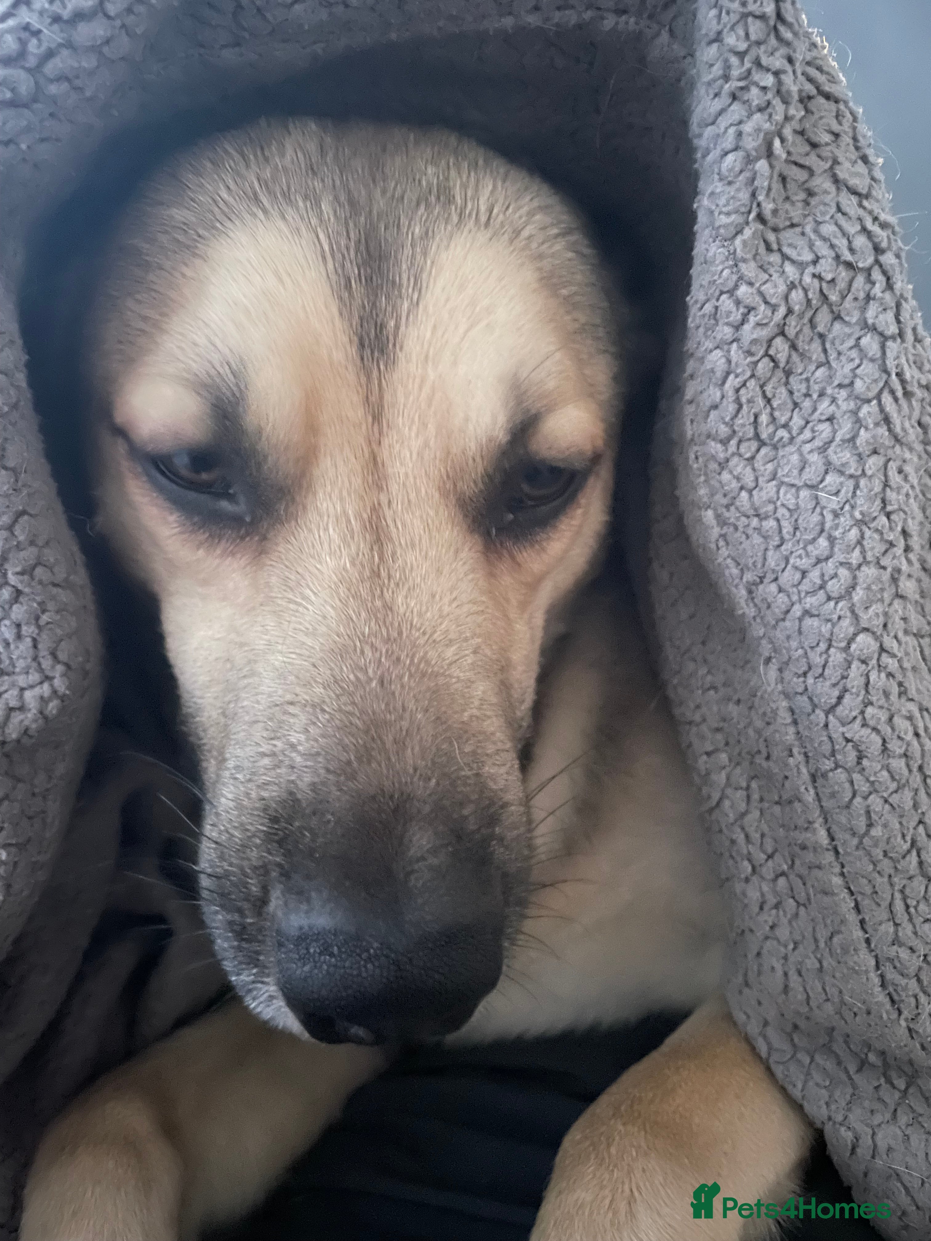 Mixed Breed dogs Make husky x - Advert 5