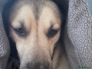 Mixed Breed dogs - Advert 14