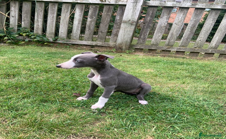 Whippet dogs - Advert 8