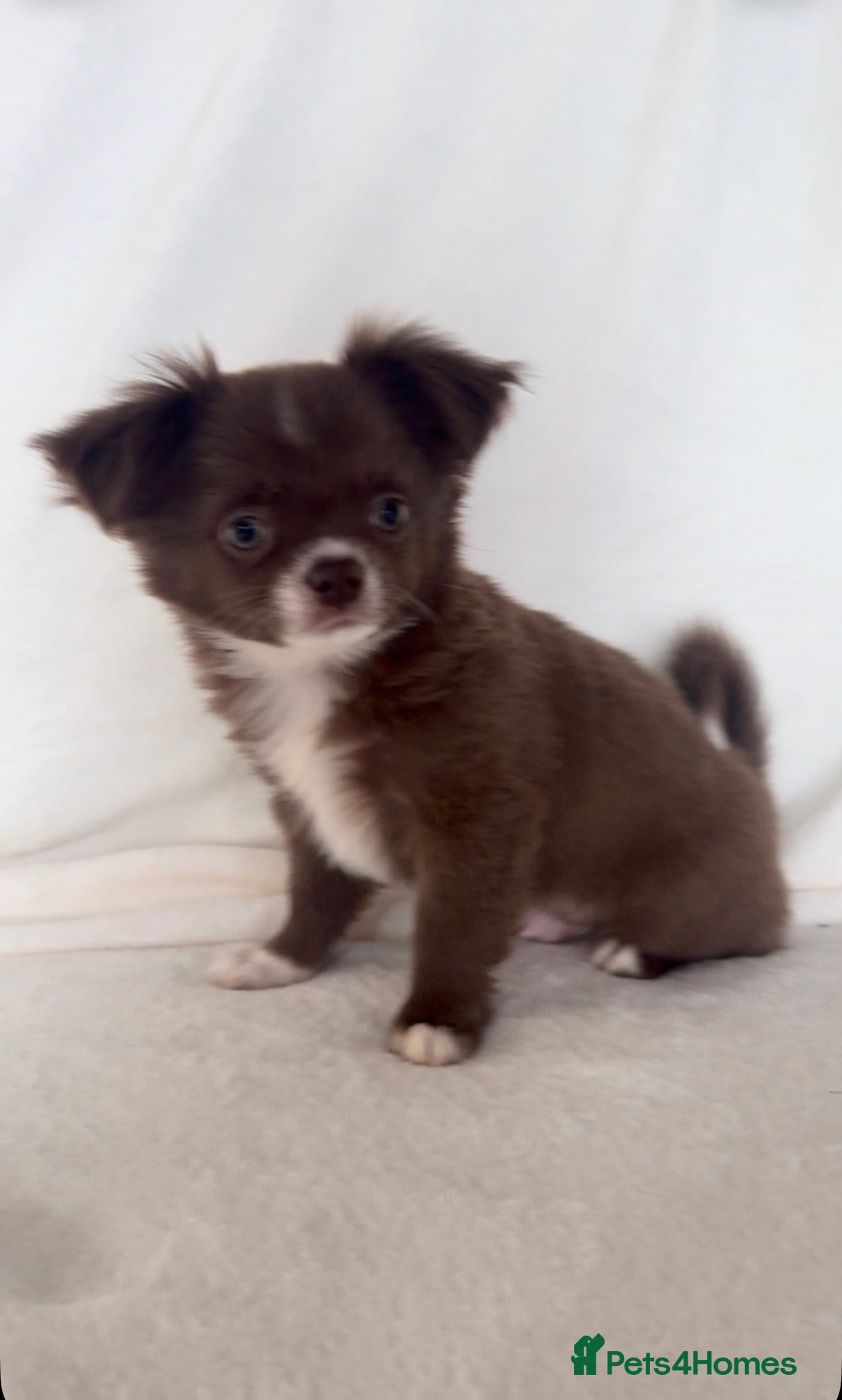 Chihuahua dogs Longhair apple head chihuahua Russian blood lines - Advert 1