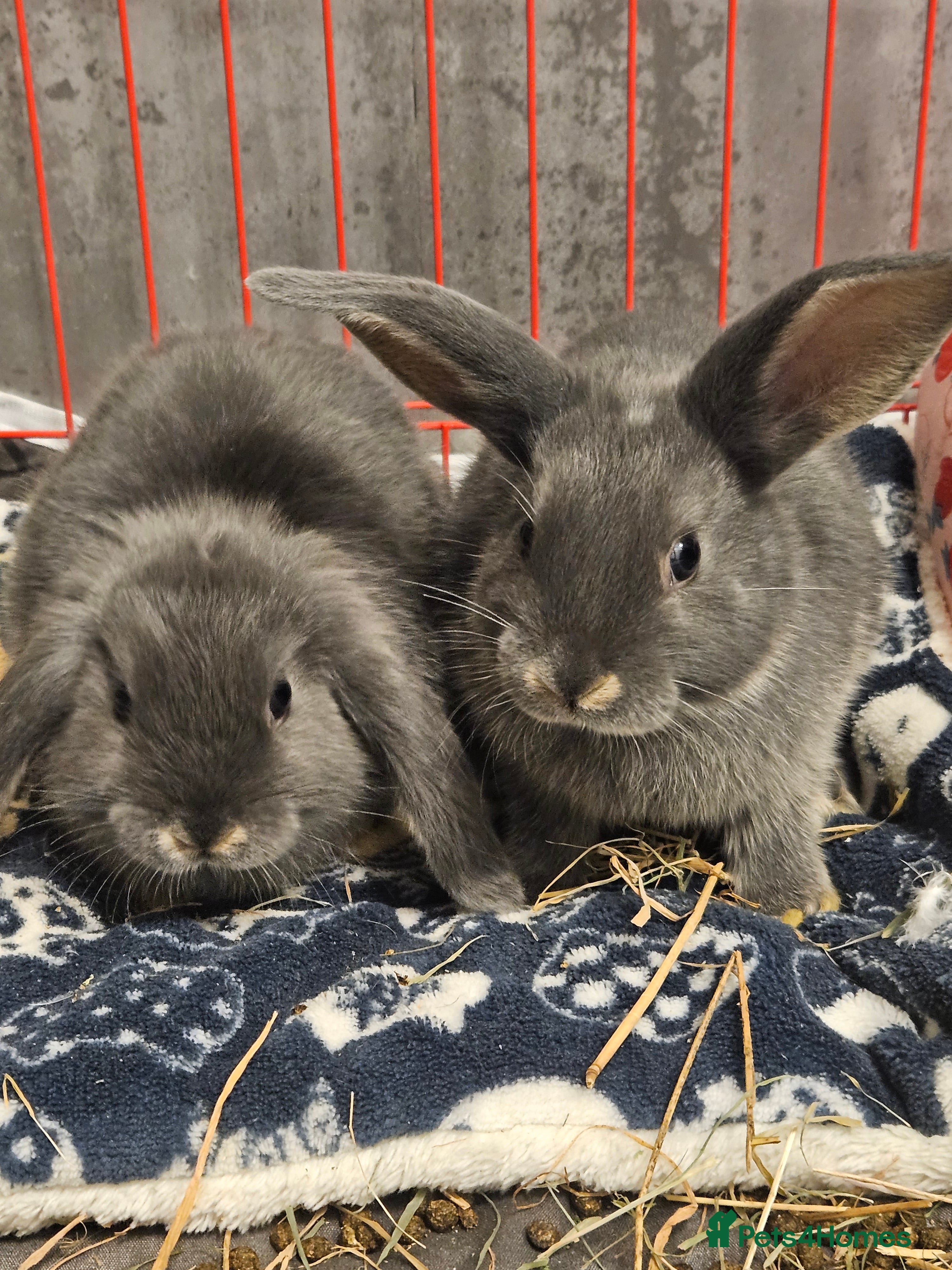 Mixed Breed rabbits 9 week old grey blue otter netherland dwarf x - Advert 17