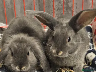 Mixed Breed rabbits 9 week old grey blue otter netherland dwarf x - Advert 17