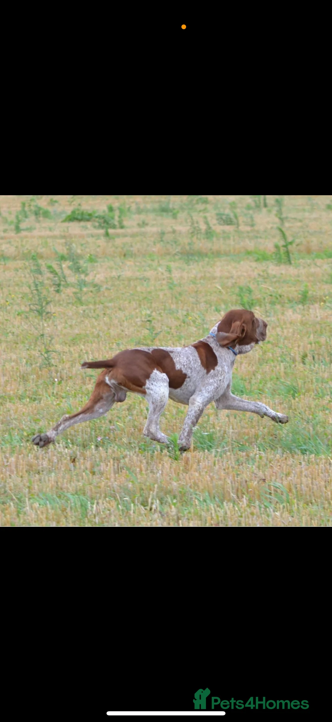 Bracco Italiano dogs for sale: One female puppy available for reservation  - Advert 18