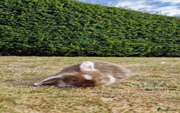 English Lop rabbits for sale: 6 adorable bunnies £60 each ready for a fun home  - Image 21