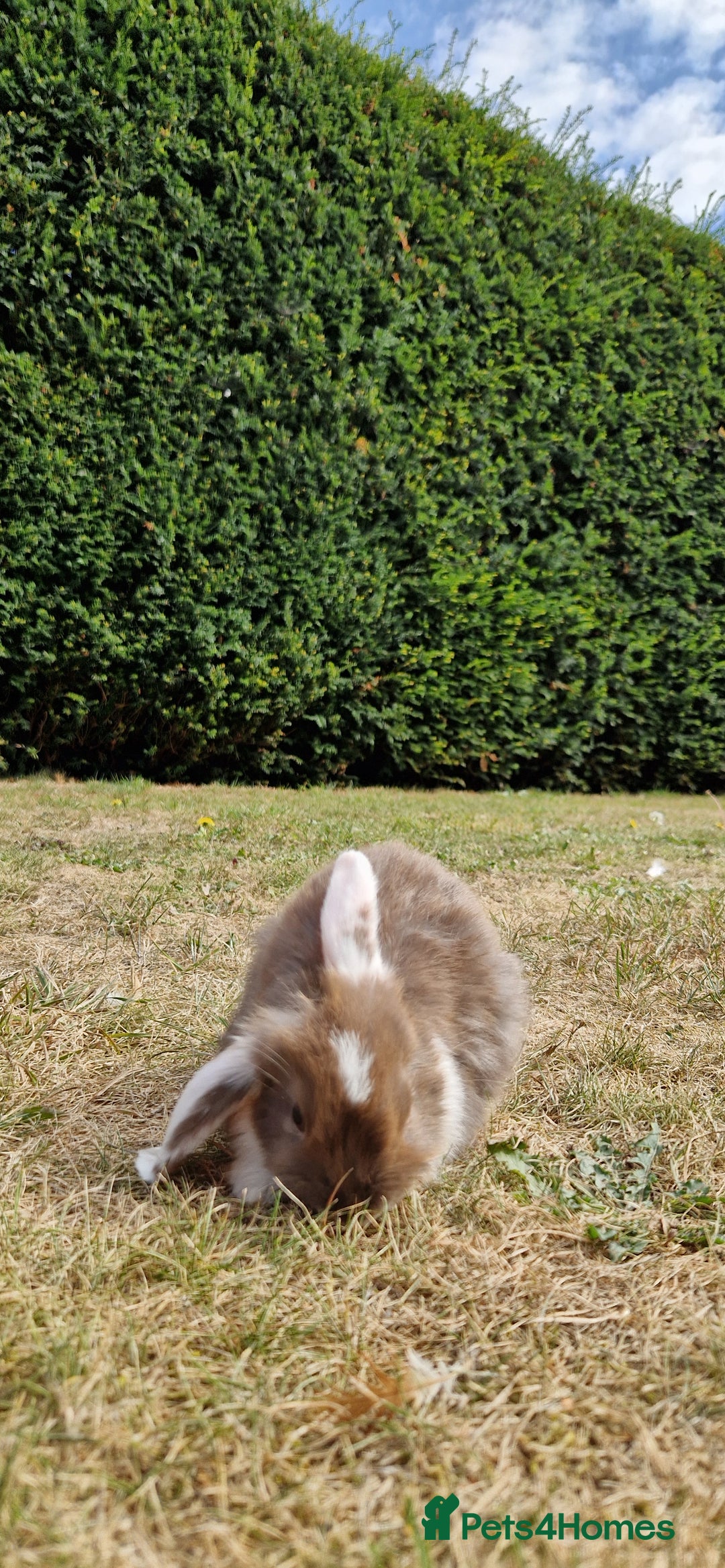 English Lop rabbits for sale: 6 adorable bunnies £60 each ready for a fun home  - Image 21