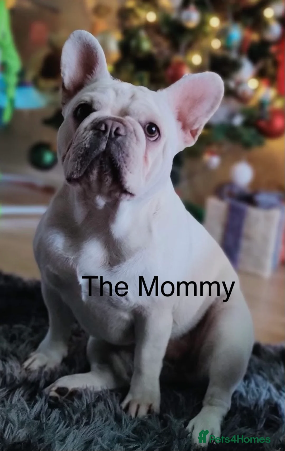 French Bulldog dogs for sale: Gorgeous KC Reg Blue and Lilac Frenchies Babies - Advert 4