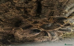 Spiders invertebrates for sale: 4 beautiful tarantulas  - Image 9