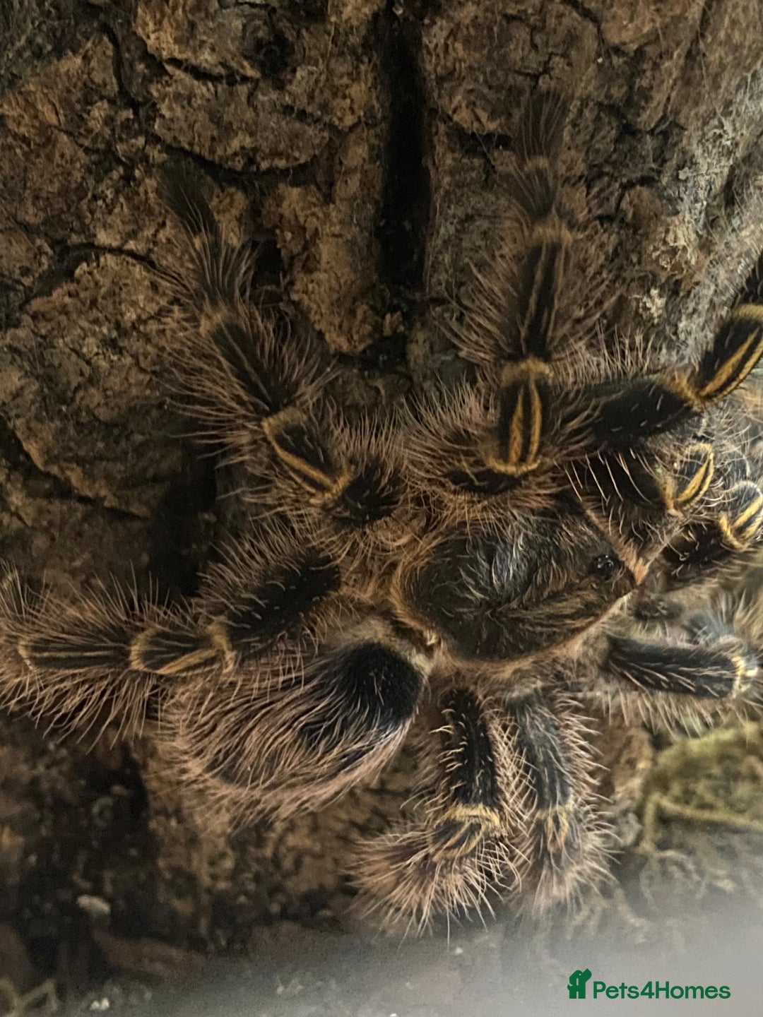 Spiders invertebrates for sale: 4 beautiful tarantulas  - Image 9