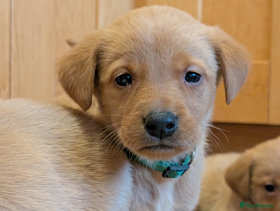 Labrador Retriever dogs for sale: Stunning litter of Labrador retriever pups  - Advert 24