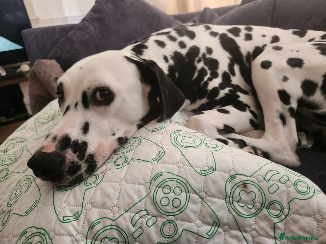 Dalmatian dogs for stud: Mr Rogers - Pure bred beautiful Dalmation  - Advert 2