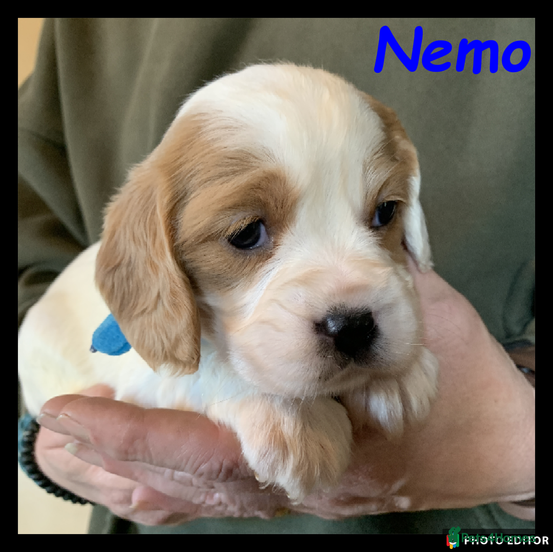 Cockalier dogs for sale: Beautiful Cockalier Pups – Loving Homes Await - Advert 38