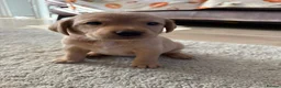 Labrador Retriever dogs for sale: Two amazing pups left from litter of 6 - Advert 22