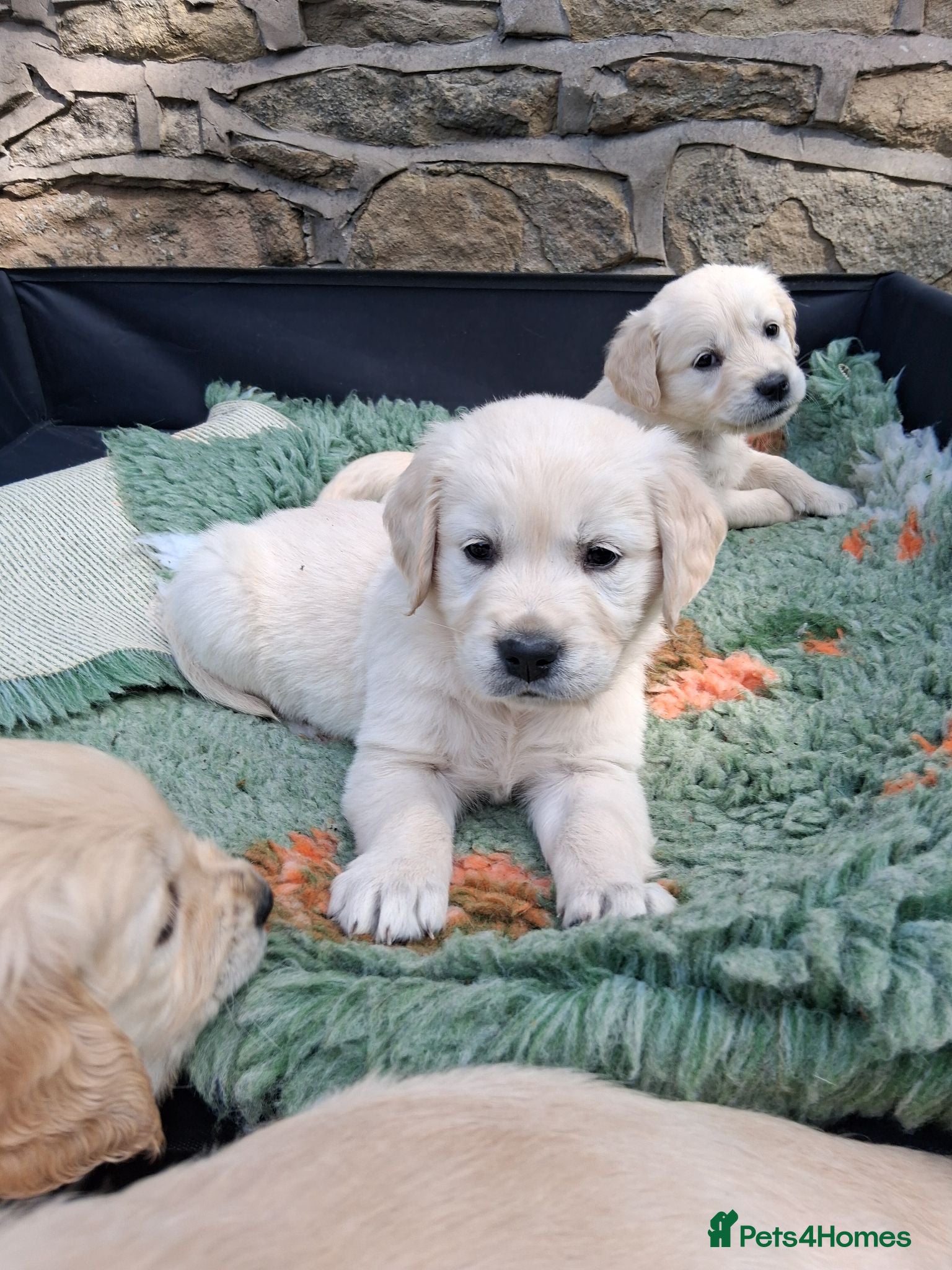 Golden Retriever dogs Female Golden Retrievers - Ready Sept 6th - Advert 9