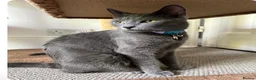 Mixed Breed cats for sale: Half Maine Coon half Russian Blue  in London - Advert 3