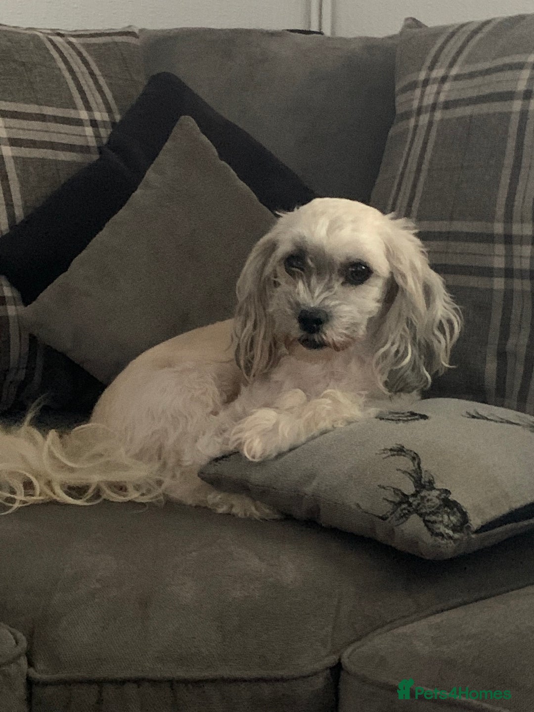 Poochon dogs for sale: poochon Pupoies  - Advert 10