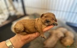 Cavapoo dogs for sale: 🐶 Beautiful Red Cavapoo Puppies – Ready November  - Image 6