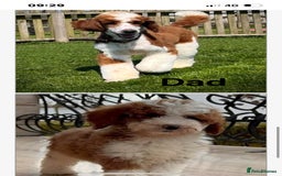 Bordoodle dogs for sale: Adorable Bordoodle (collie-poo) pups for sale  - Image 27