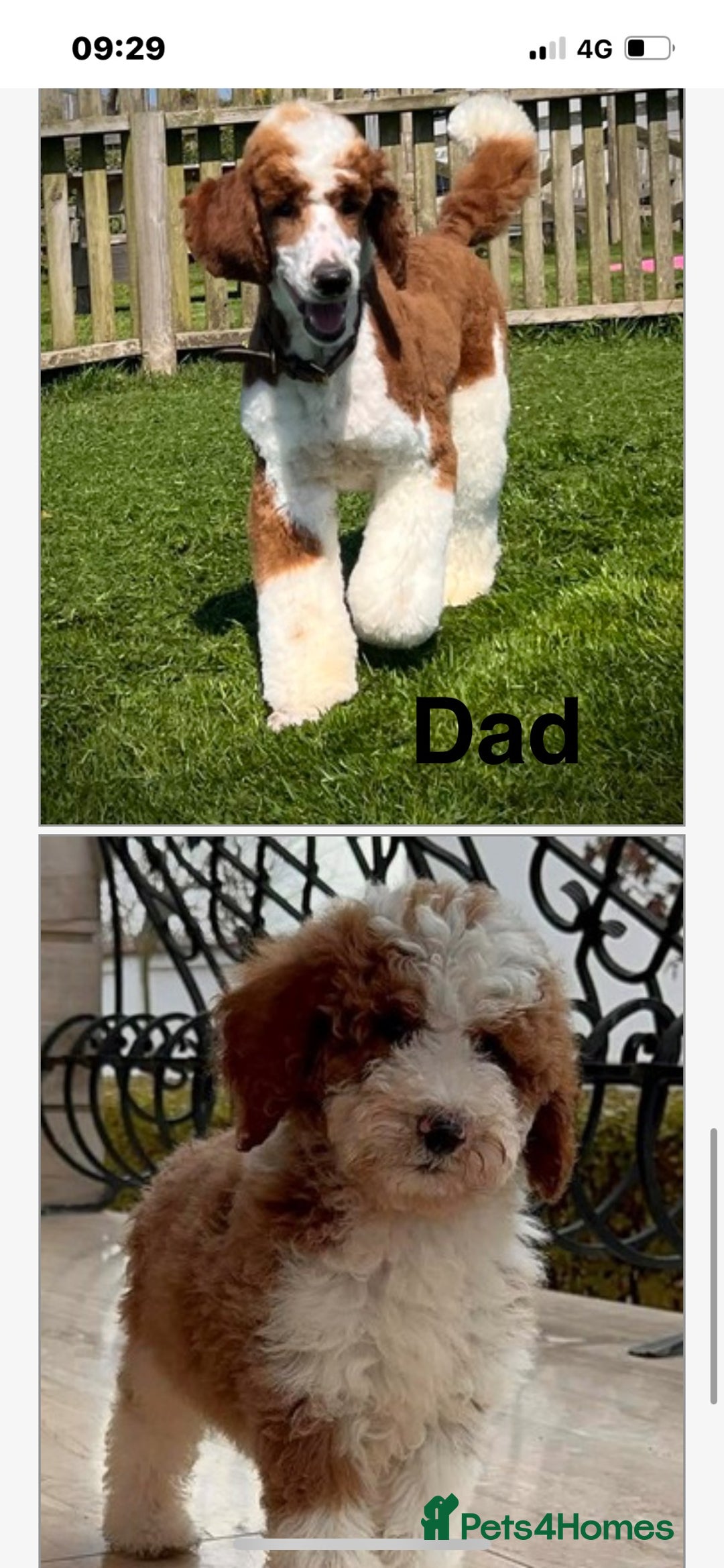 Bordoodle dogs for sale: Adorable Bordoodle (collie-poo) pups for sale  - Image 27