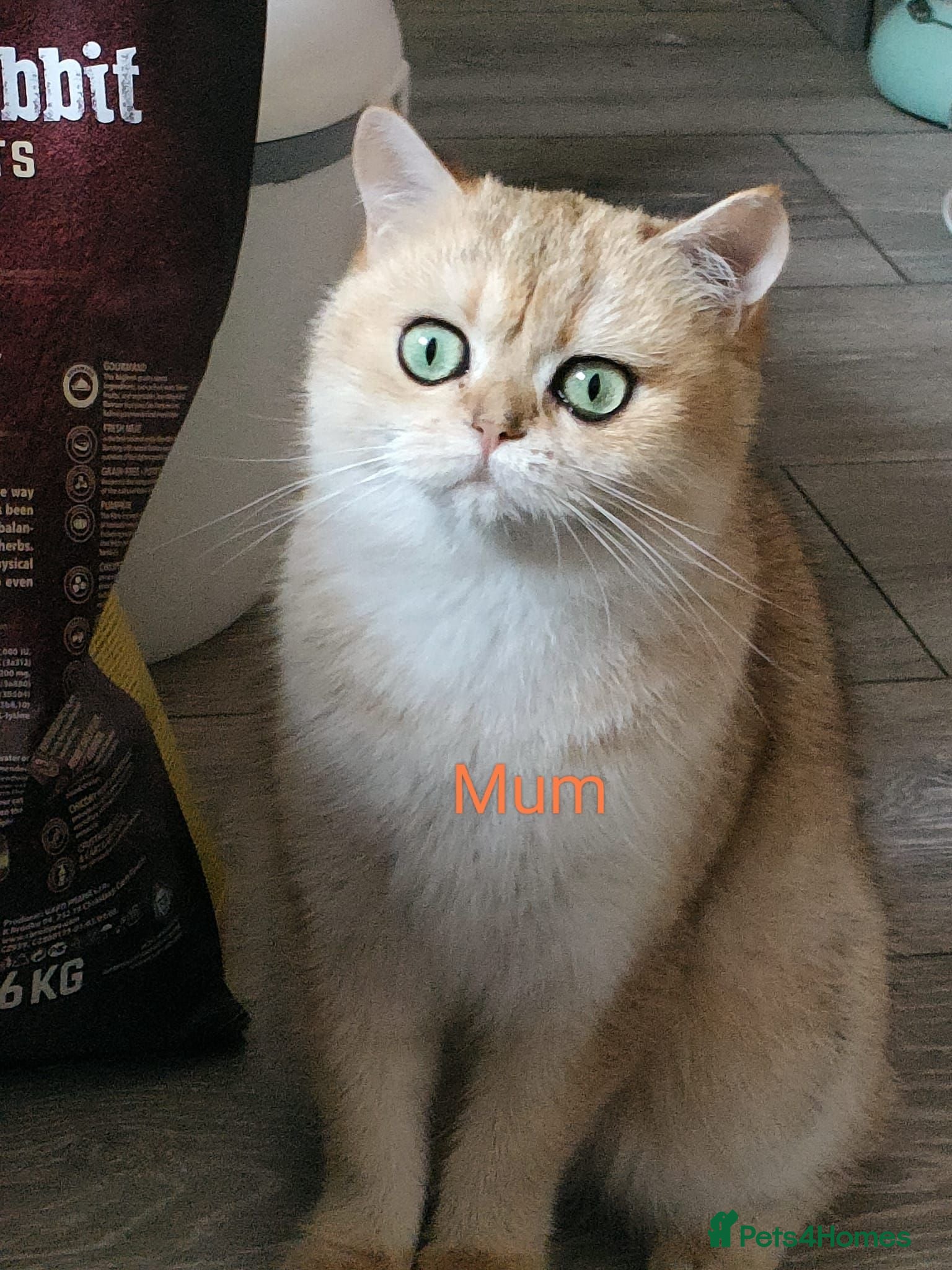 British Shorthair cats Pedigree Golden British Shorthair Kitten READY! - Advert 2