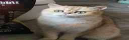 British Shorthair cats for sale: Pedigree Golden British Shorthair Kitten READY! - Advert 3