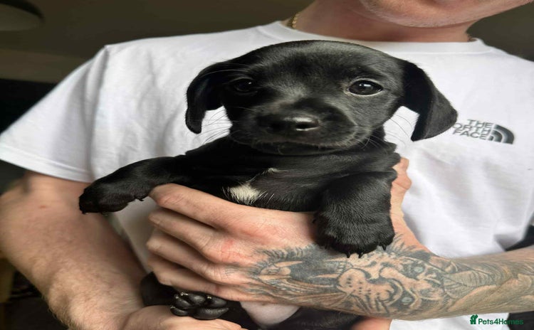 Mixed Breed dogs - Advert 4