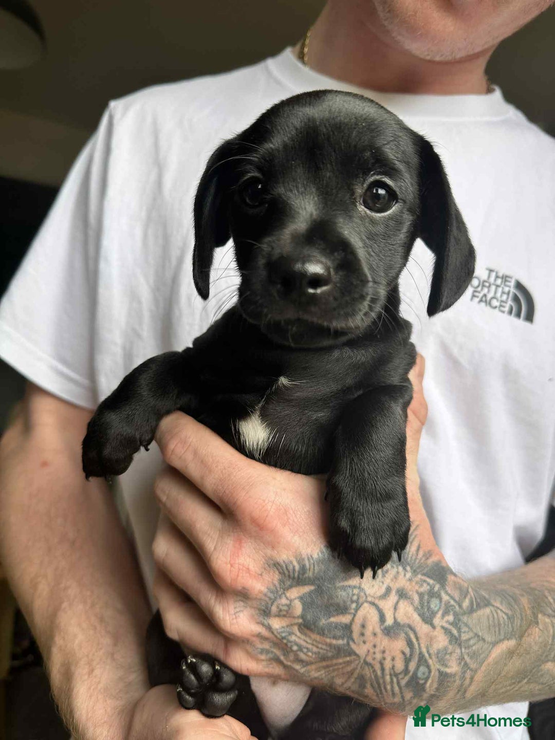 Mixed Breed dogs for sale: Miniature dachshund cross - Image 1