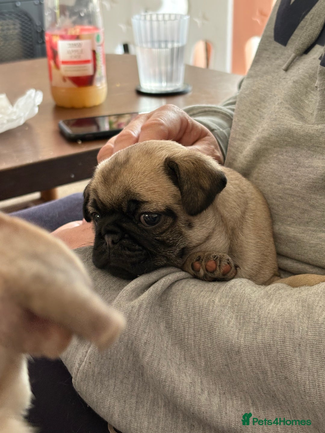 Mixed Breed dogs for sale: Beautiful baby Pugs for sale  - Image 5