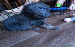 German Shepherd dogs for sale: German Shepherd puppies - Image 13