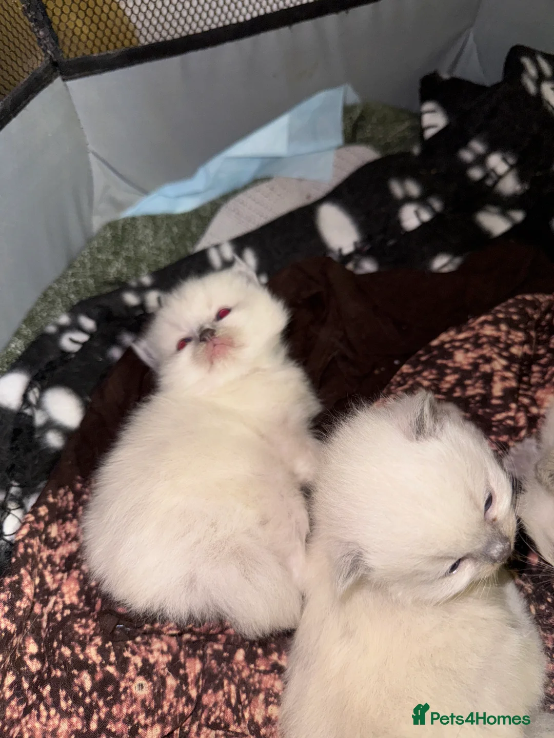 Ragdoll cats for sale: Bluepoint ragdoll- all reserved  - Advert 9