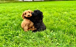 Cockapoo dogs for sale: Gorgeous quality health checked F1 Cockapoos  in Market Drayton - Image 3