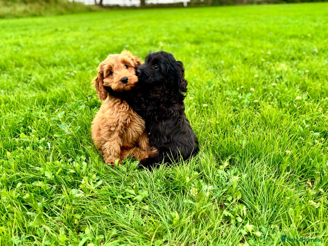 Cockapoo dogs for sale: Gorgeous quality health checked F1 Cockapoos  in Market Drayton - Image 3