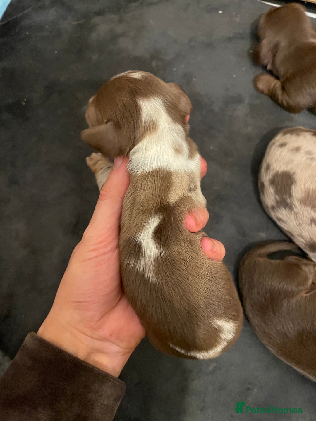 Miniature Dachshund dogs for sale: Miniature Dachshund Long Haired Puppies  - Advert 11