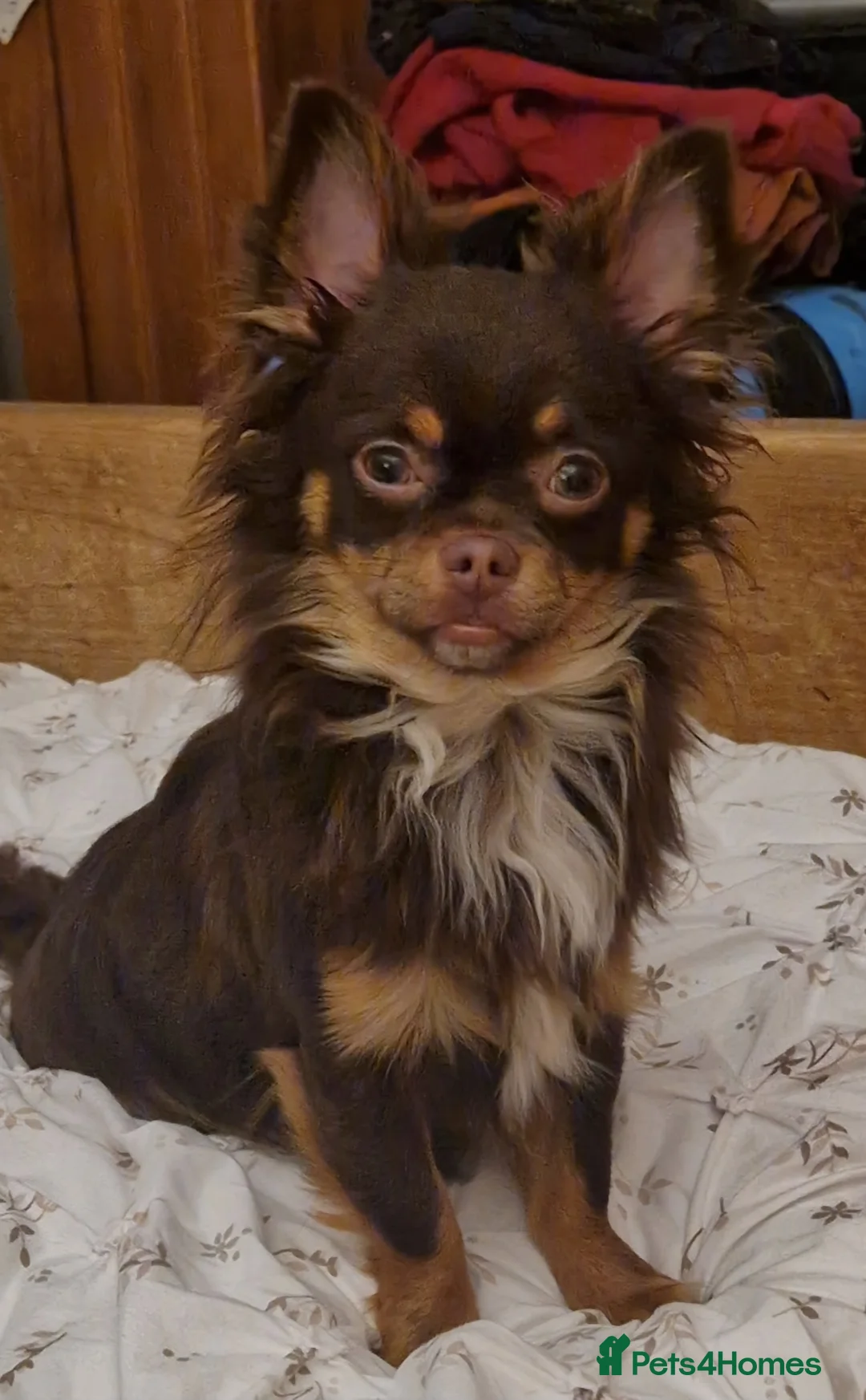 Chihuahua dogs for stud: Robin of Loxley is waiting for his Maid Marion. - Advert 2