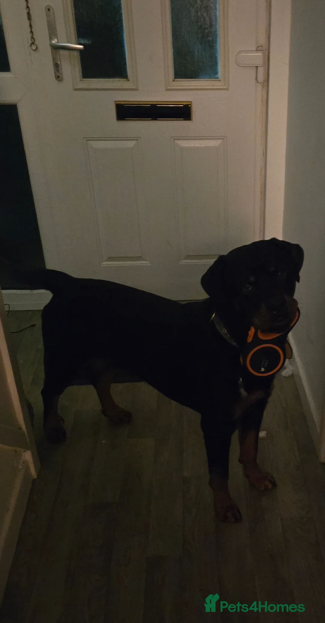 Rottweiler dogs for sale: Rotweiller boy for sale - Advert 3