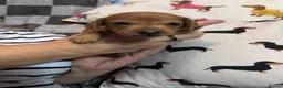 Dachshund dogs for sale: Beautiful mini Dachshunds  - Advert 14