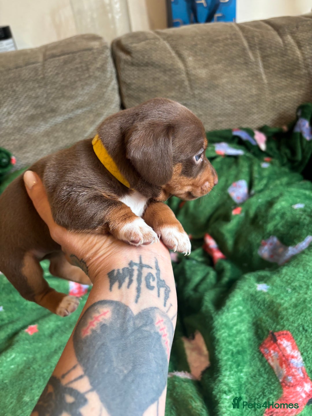 Miniature Dachshund dogs for sale: Dachshund x Jack Russell puppies (Jackshund) - Image 13