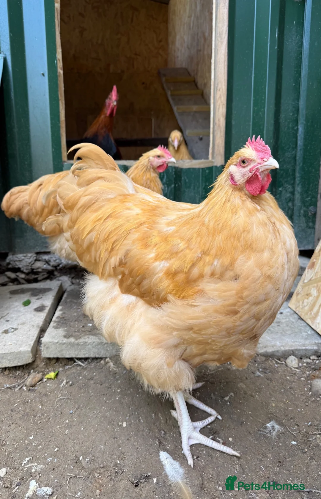 Chickens poultry for sale: Buff Orpington and Welsummer cockerels  in Newport - Advert 7
