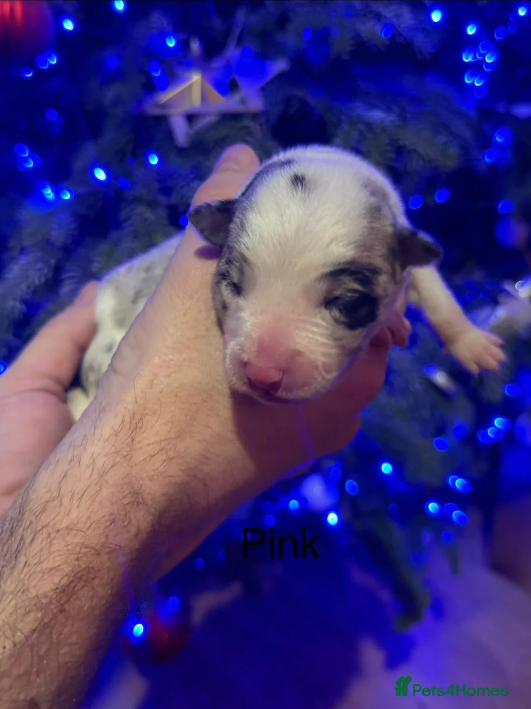 Border Collie dogs for sale: ONLY ONE BOY REMAINING (READY TO GO TUE) - Advert 20