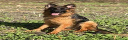 German Shepherd dogs for sale: German Shepherd Female - Advert 2