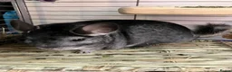 Chinchilla rodents for sale: Chinchilla Mother and Daughter 5 years and 4 years - Advert 2