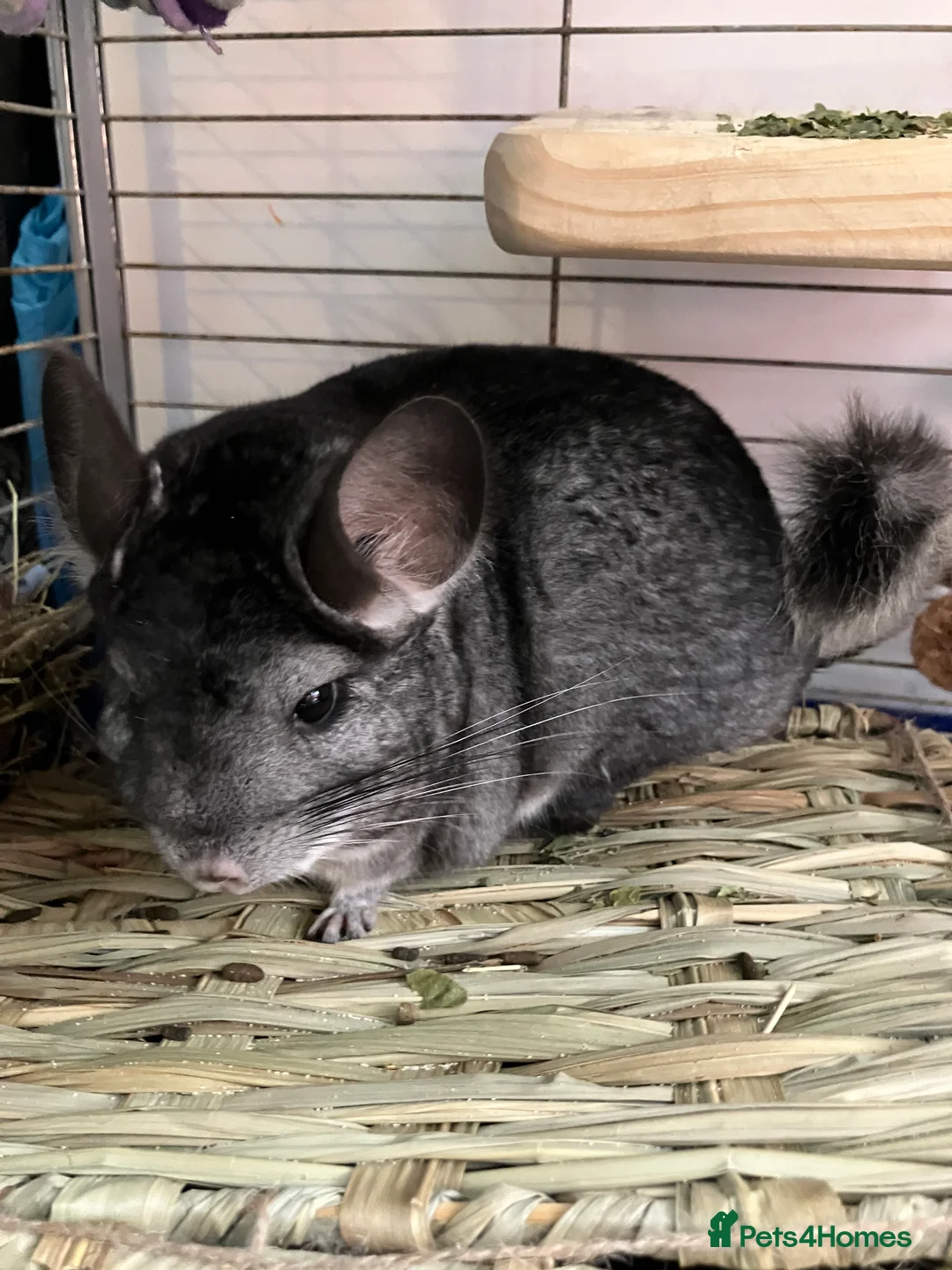 Chinchilla rodents for sale: Chinchilla Mother and Daughter 5 years and 4 years - Advert 2