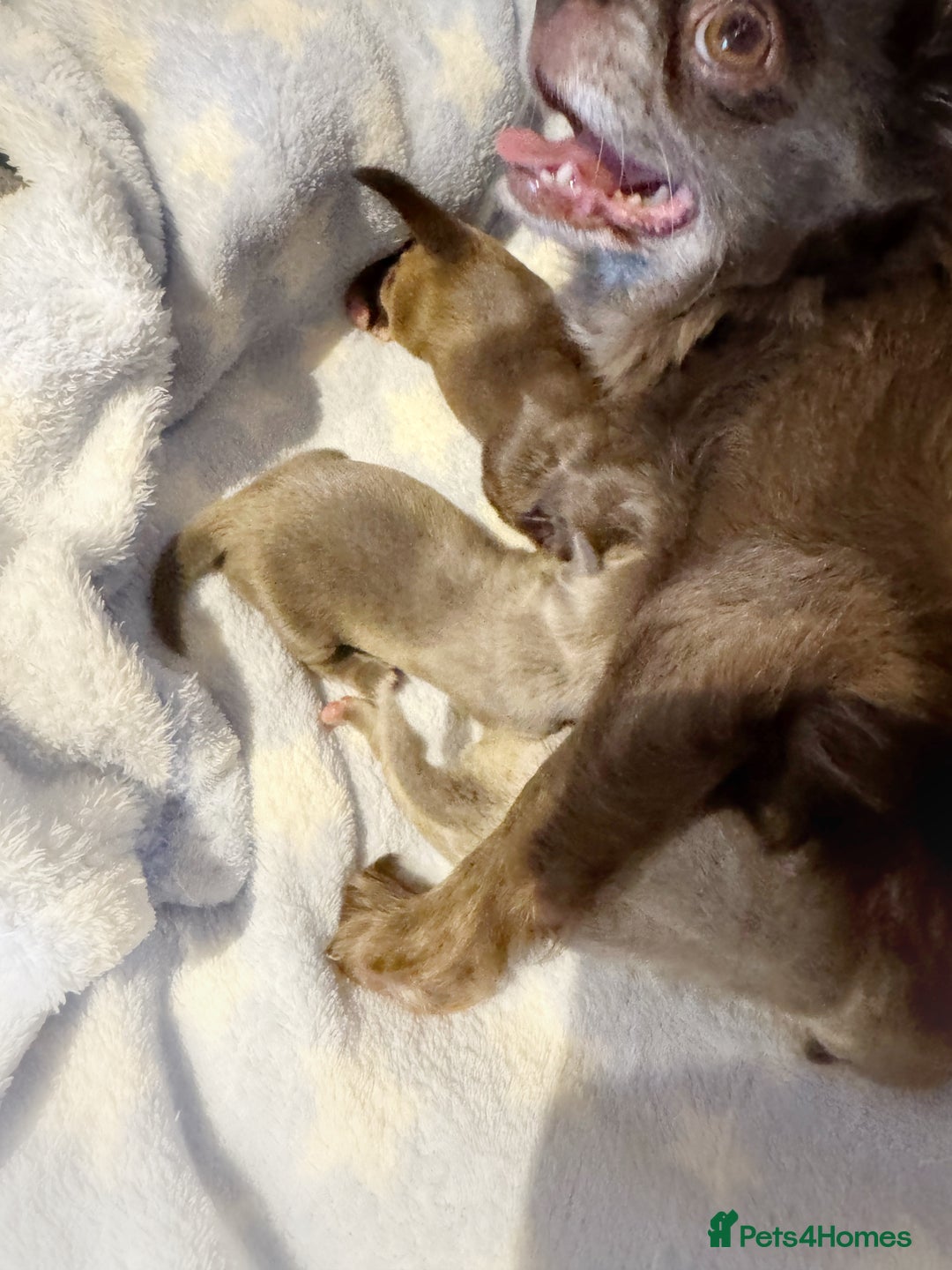 Chihuahua dogs for sale: Kc reg chocolate and lilac LC quality puppies - Advert 3