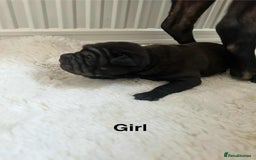 Shar Pei dogs for sale: Beautiful Shar Pei pups - Image 9