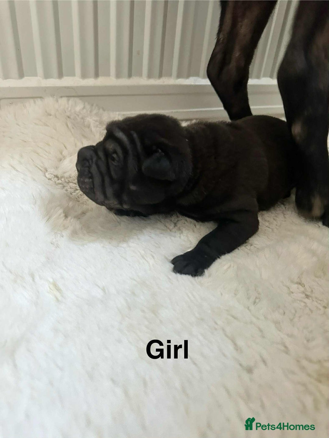 Shar Pei dogs for sale: Beautiful Shar Pei pups - Image 9